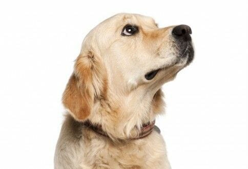 perro nutrición sana