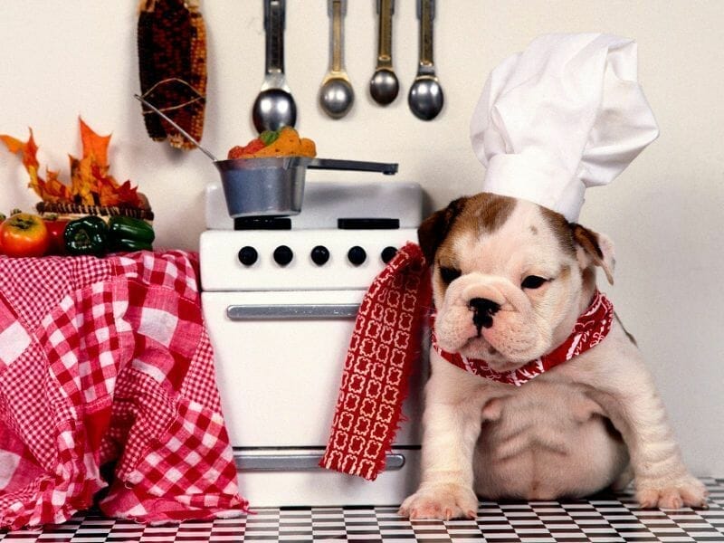 perro chef canino 1