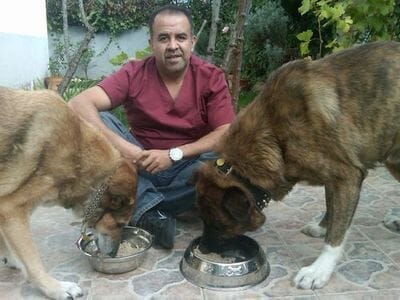 perro curso nutrición