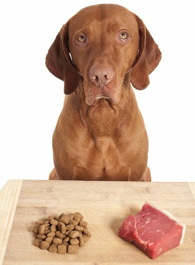 perro no quiere pienso