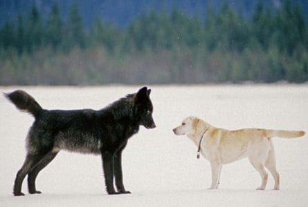 perro y lobo