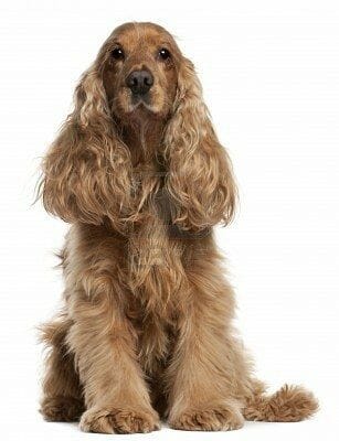 Razas con cardiomiopatía dilatada como el bóxer, doberman pinscher y cocker spaniel son proclives a tener niveles bajos de carnitina