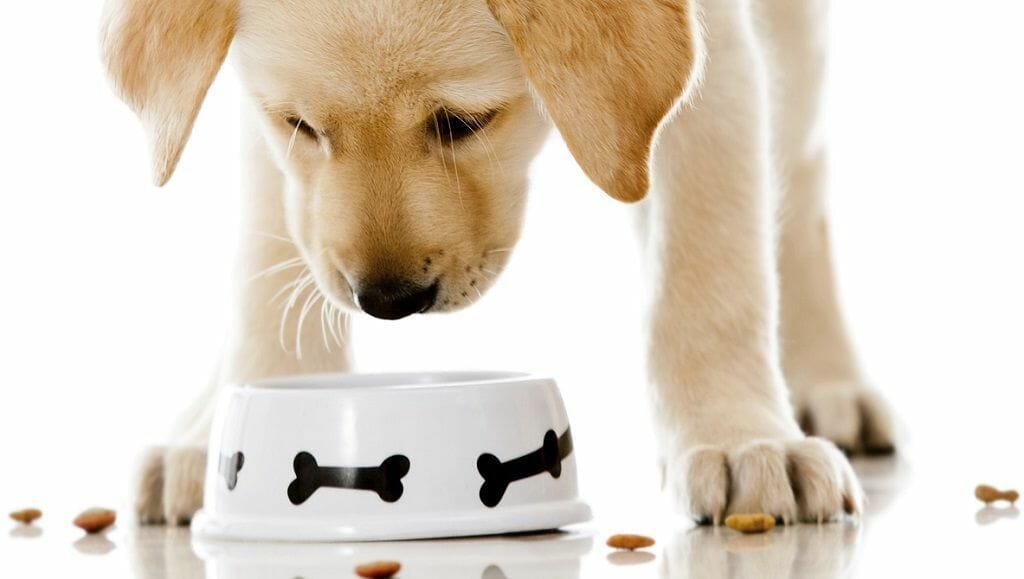 Cute puppy eating dog food - isolated over a white background