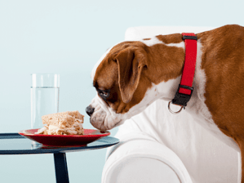 perro nutrición mitos