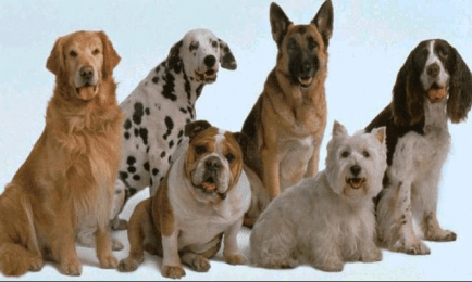 perros alimentos distintas razas