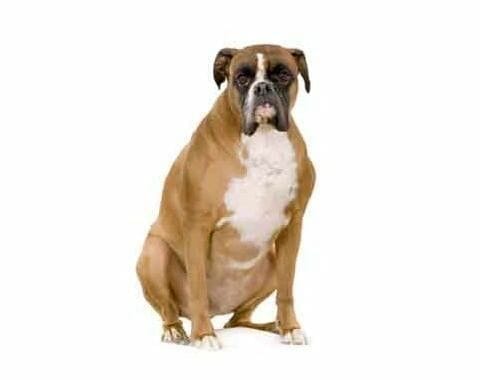 perro hipotiroideo 1