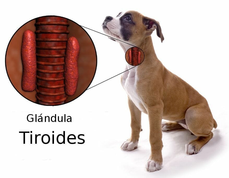 perro hipotiroideo