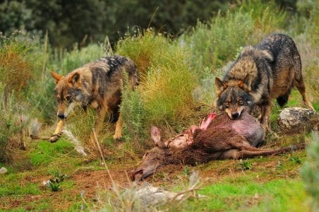 perro lobo cazando naturaleza