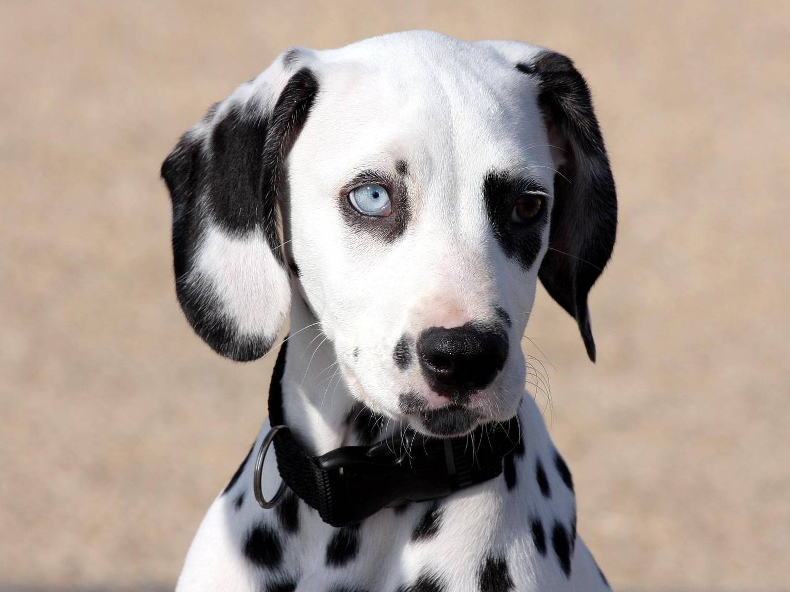 perro dalmata