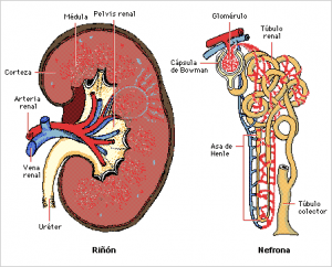 riñón