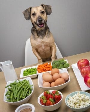 perro dieta variada 1