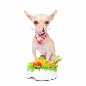 perro frutas y verduras
