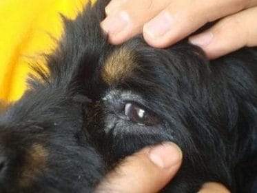 El perro salchicha que se hinchó hasta 3 veces su tamaño normal