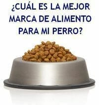 Mejor marca de comida para perro