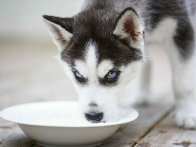 perro bebiendo leche