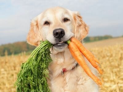 perro vegetales