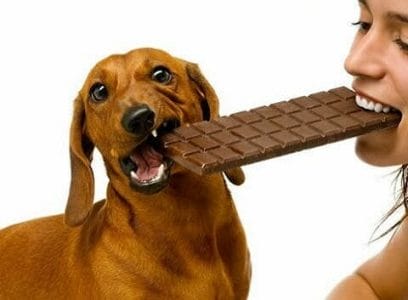 Deshonestidad costilla Hassy Mis 8 mandamientos de la nutrición canina (8) No dirás “este alimento es  prohibido para mi perro”