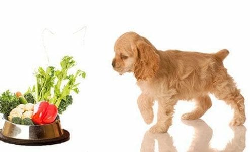 perro dieta vegetariana