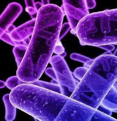 perro microbios alimentos