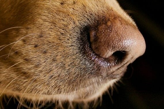 perro olfato