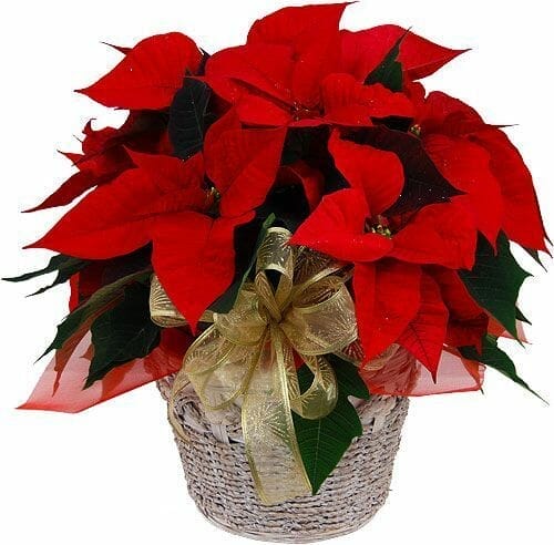 perro poinsettia