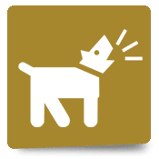 perros-adultos perros-adultos