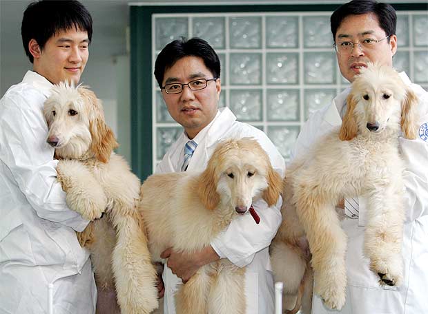 perro cientificos clonación