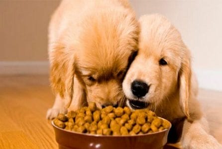 perro pienso sin cereales almidón