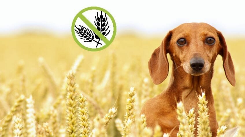 alimento de perro sin cereal 