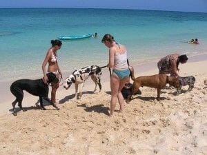 Playa para perros y cuidados mínimos. Barcelona da el ejemplo Playa para perros y cuidados mínimos. Barcelona da el ejemplo