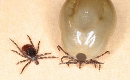 Empieza el calor: Pulgas y garrapatas. Preventivos naturales Empieza el calor: Pulgas y garrapatas. Preventivos naturales