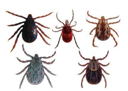 Empieza el calor: Pulgas y garrapatas. Preventivos naturales Empieza el calor: Pulgas y garrapatas. Preventivos naturales