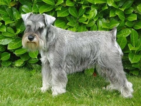 Schnauzer