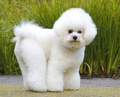 bichon-frise