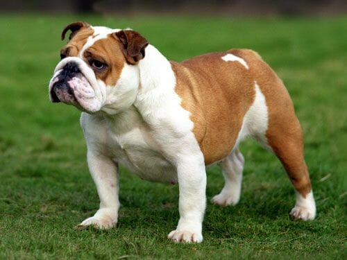bulldog