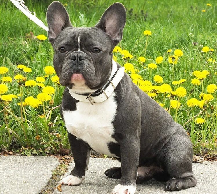 bulldog frances