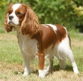 cavalierkingcharlesspaniel