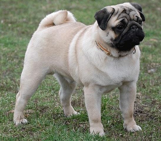 pug