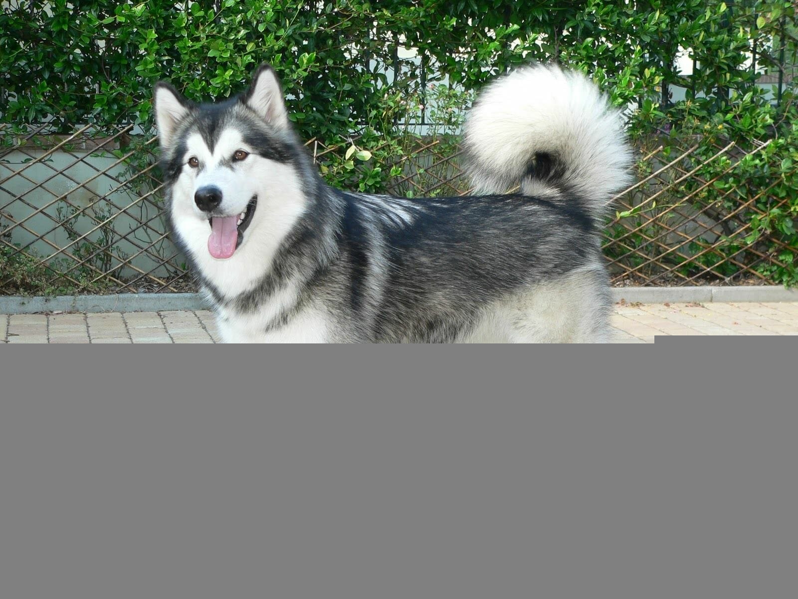 alaska malamute