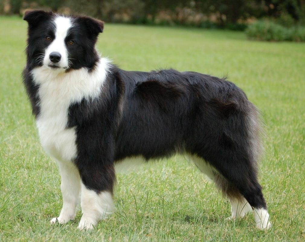 border collie