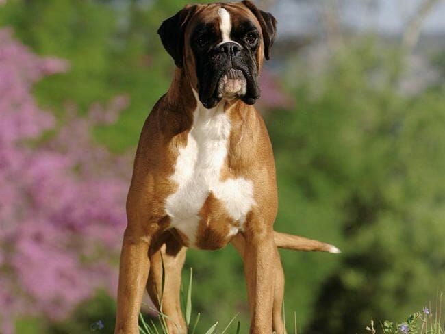 boxer