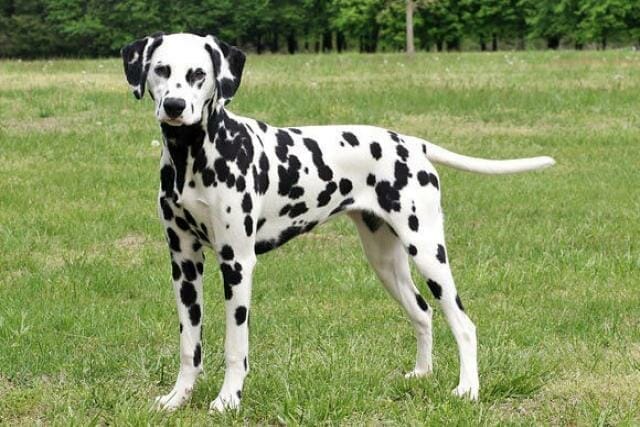 dalmata