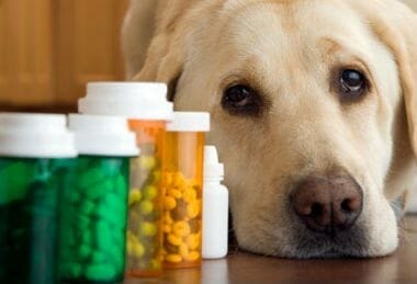 perro medicamentos