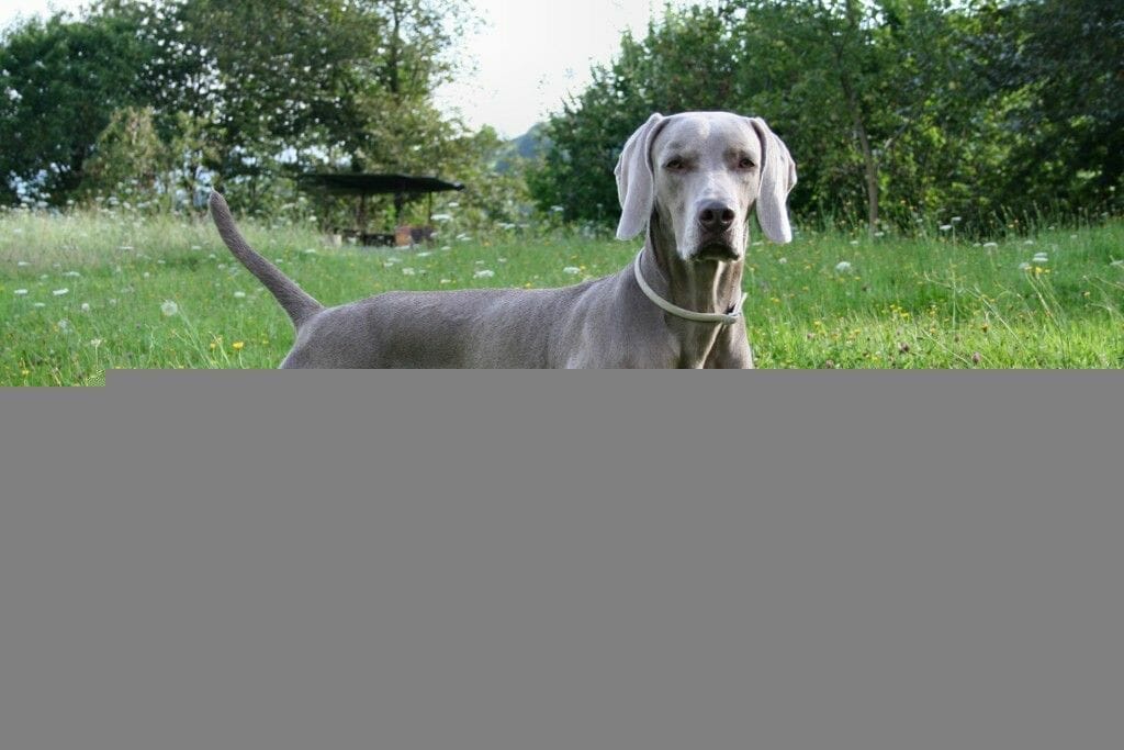 weimaraner