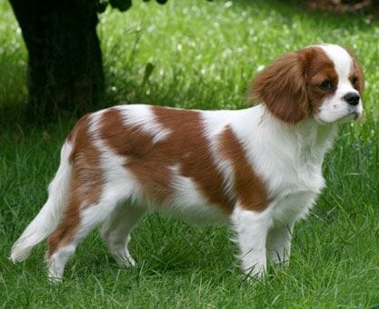 Cavalier King Charles Spaniel