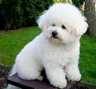 bichon frise