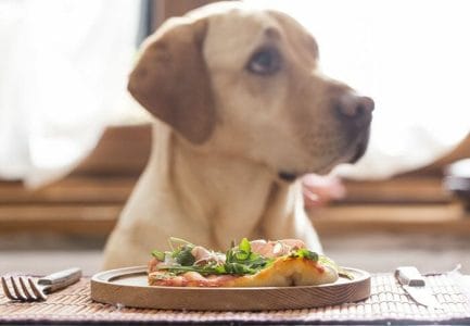 comida apta para consumo humano pobre para el perro