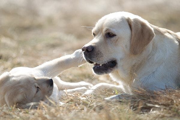 Eine gelbe Labrador Retriever-Hündin in Harmonie mit ihrem Welpen.