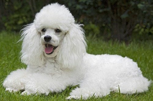 poodle caniche