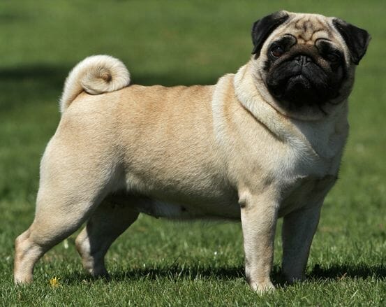 pug 1